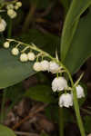 American lily-of-the-valley